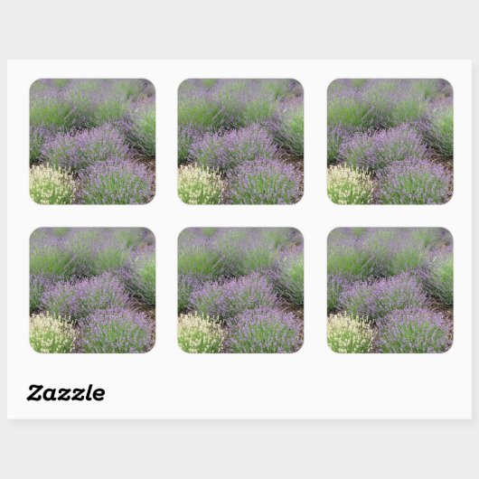 Lovely Lavender Vierkante Sticker (Vel)