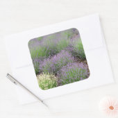 Lovely Lavender Vierkante Sticker (Envelop)