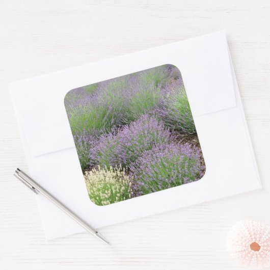 Lovely Lavender Vierkante Sticker (Envelop)
