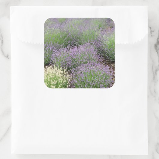 Lovely Lavender Vierkante Sticker (Tas)