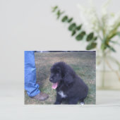 Lovely Newfie puppy (hondenras Newfoundland) Briefkaart (Staand voorkant)