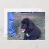 Lovely Newfie puppy (hondenras Newfoundland) Briefkaart (Voorkant / Achterkant)