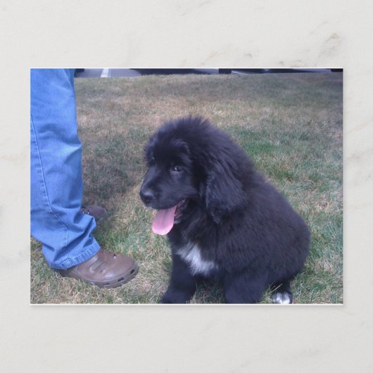 Lovely Newfie puppy (hondenras Newfoundland) Briefkaart (Voorkant)