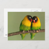 Lovely Paar of Lovebird Briefkaart (Voorkant / Achterkant)