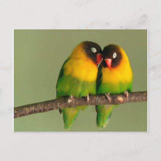 Lovely Paar of Lovebird Briefkaart (Voorkant)