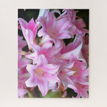 Lovely Pink Belladonna Amaryllis Lilies