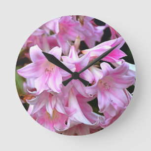 Lovely Pink Belladonna Amaryllis Lilies Ronde Klok