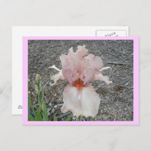 Lovely Pink Iris Briefkaart (Voorkant / Achterkant)