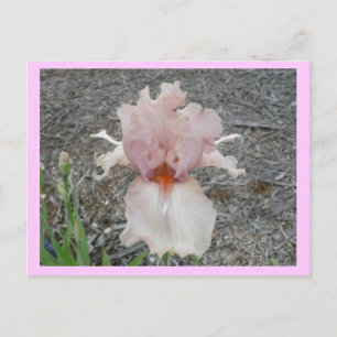 Lovely Pink Iris Briefkaart