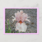Lovely Pink Iris Briefkaart (Voorkant)