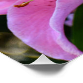 Lovely Pink Lily Blooms Floral Glossy Perfect Poster (Hoek)