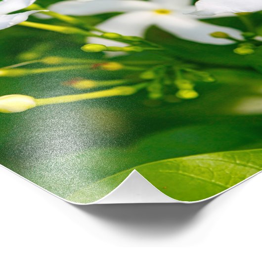 Lovely Pinwheels Jasmine Foto Afdruk (Hoek)