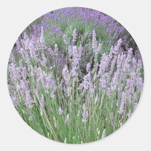 Lovely Provence French Lavender Ronde Sticker (Voorkant)