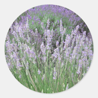 Lovely Provence French Lavender Ronde Sticker