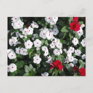Lovely Red en White Vinca Planten Baltimore Harbou Briefkaart