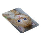 Lovely Red Tabby Kitten Magneet (Rechterzijde)
