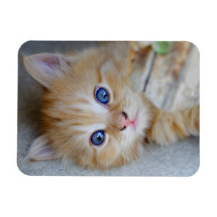 Lovely Red Tabby Kitten Magneet