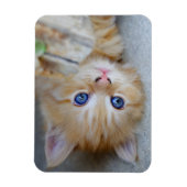 Lovely Red Tabby Kitten Magneet (Verticaal)