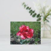 Lovely Red Tulip Briefkaart (Staand voorkant)