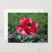 Lovely Red Tulip Briefkaart (Voorkant / Achterkant)
