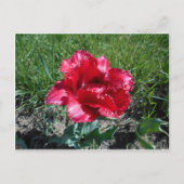 Lovely Red Tulip Briefkaart (Voorkant)