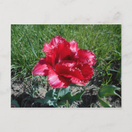 Lovely Red Tulip Briefkaart