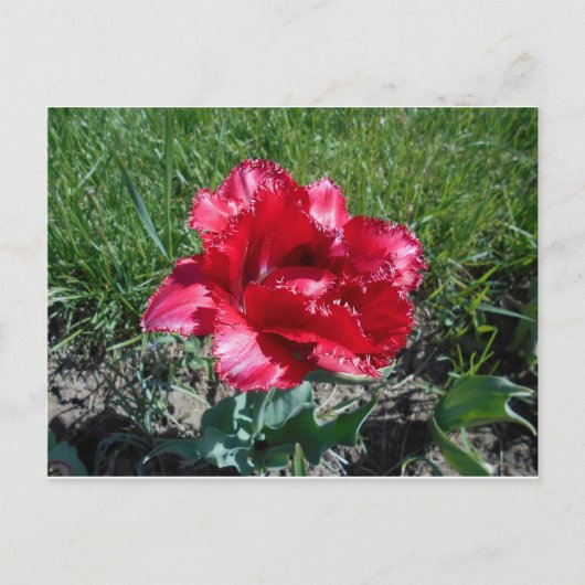 Lovely Red Tulip Briefkaart (Voorkant)