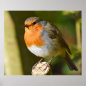 Lovely Robin Poster (Voorkant)