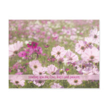 Lovely roze Fuchsia Cosmos Flower Field Sunlight