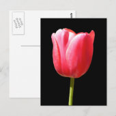 Lovely Single Tulip Bloom Briefkaart (Voorkant / Achterkant)