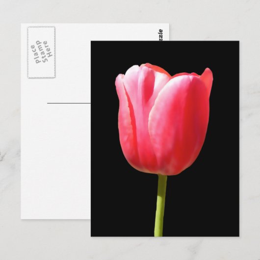 Lovely Single Tulip Bloom Briefkaart (Voorkant / Achterkant)