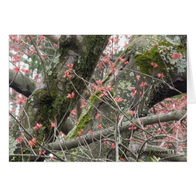 Lovely Spring Blank-kaart (Voorkant Horizontaal)