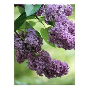 Lovely Spring Foto Afdruk