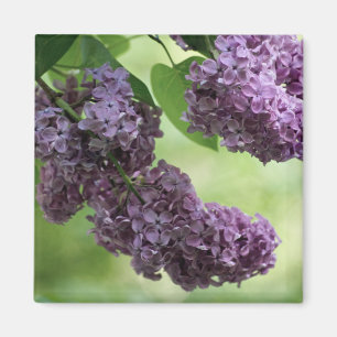 Lovely Spring Magnet