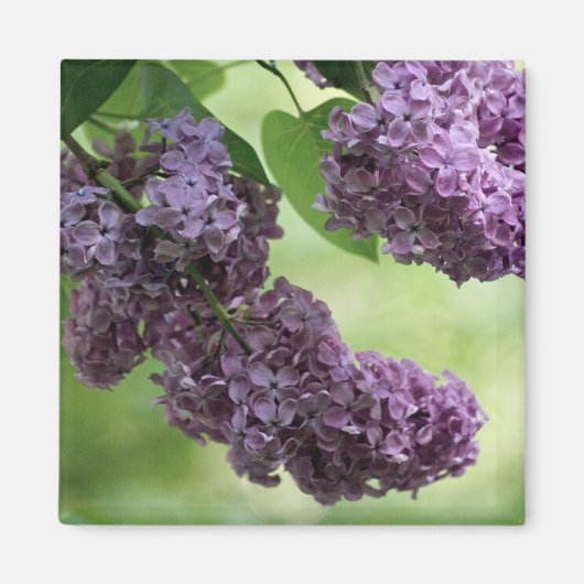 Lovely Spring Magnet (Voorkant)