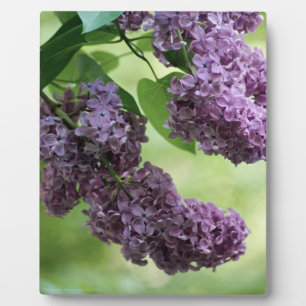 Lovely Spring Plaque Fotoplaat