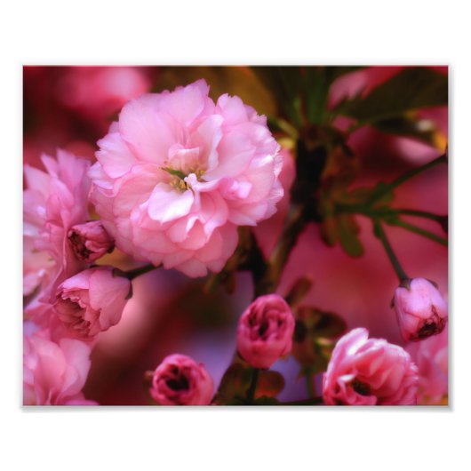 Lovely Spring roze Cherry Blossom Foto Afdruk (Voorkant)