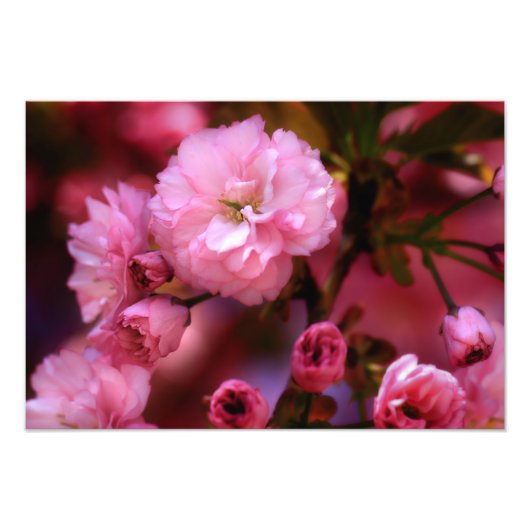 Lovely Spring roze Cherry Blossom Foto Afdruk (Voorkant)