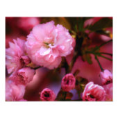 Lovely Spring roze Cherry Blossom Foto Afdruk (Voorkant)