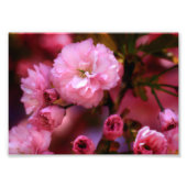 Lovely Spring roze Cherry Blossom Foto Afdruk (Voorkant)