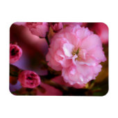 Lovely Spring roze Cherry Blossom Magneet (Horizontaal)