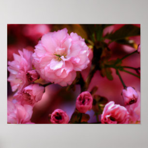 Lovely Spring roze Cherry Blossom Poster