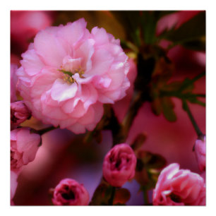 Lovely Spring roze Cherry Blossom Poster