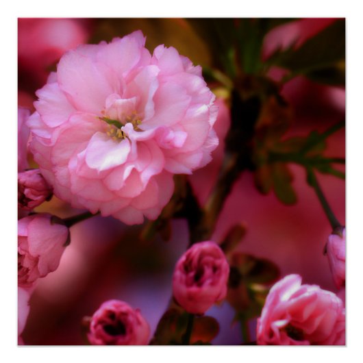Lovely Spring roze Cherry Blossom Poster (Voorkant)