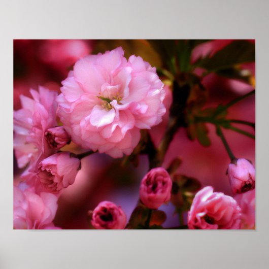 Lovely Spring roze Cherry Blossom Poster (Voorkant)