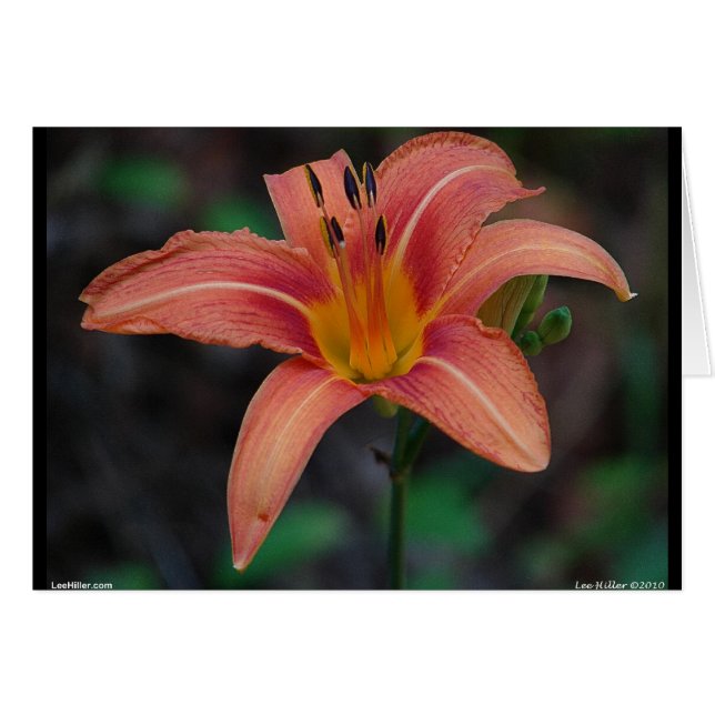 Lovely Tawny Daylily Apparel en Gifts (Voorkant Horizontaal)