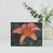 Lovely Tawny Daylily Apparel en Gifts Briefkaart (Staand voorkant)