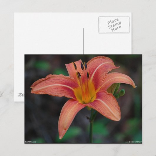 Lovely Tawny Daylily Apparel en Gifts Briefkaart (Voorkant / Achterkant)