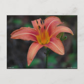 Lovely Tawny Daylily Apparel en Gifts Briefkaart (Voorkant)