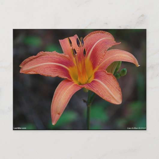 Lovely Tawny Daylily Apparel en Gifts Briefkaart (Voorkant)
